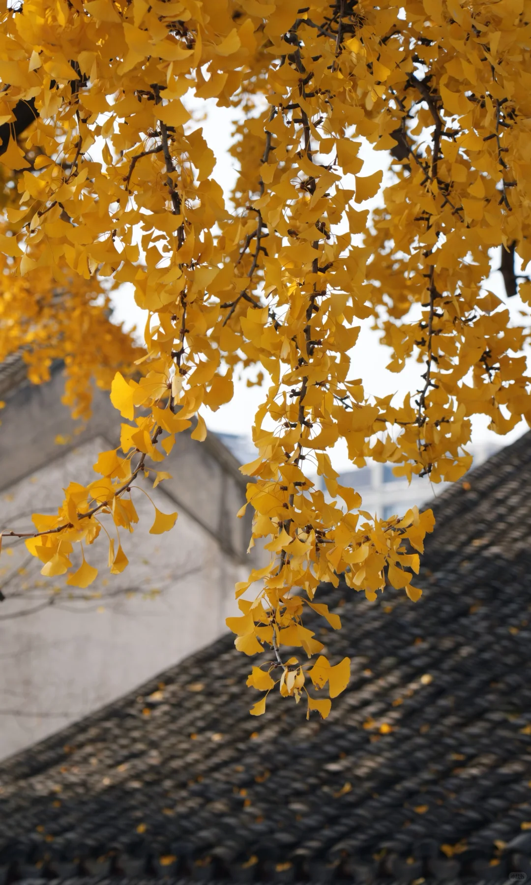 📷 怡园 苏州今年最后的一抹秋色了