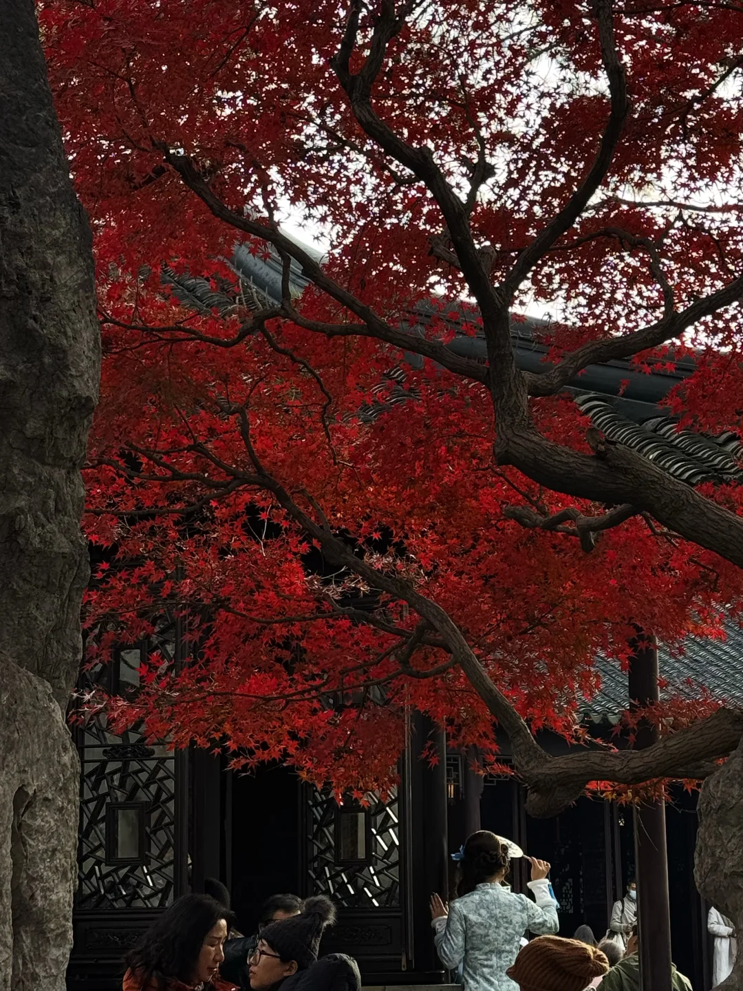 12🈷️实拍🍁秋天的苏州简直美疯了🍂