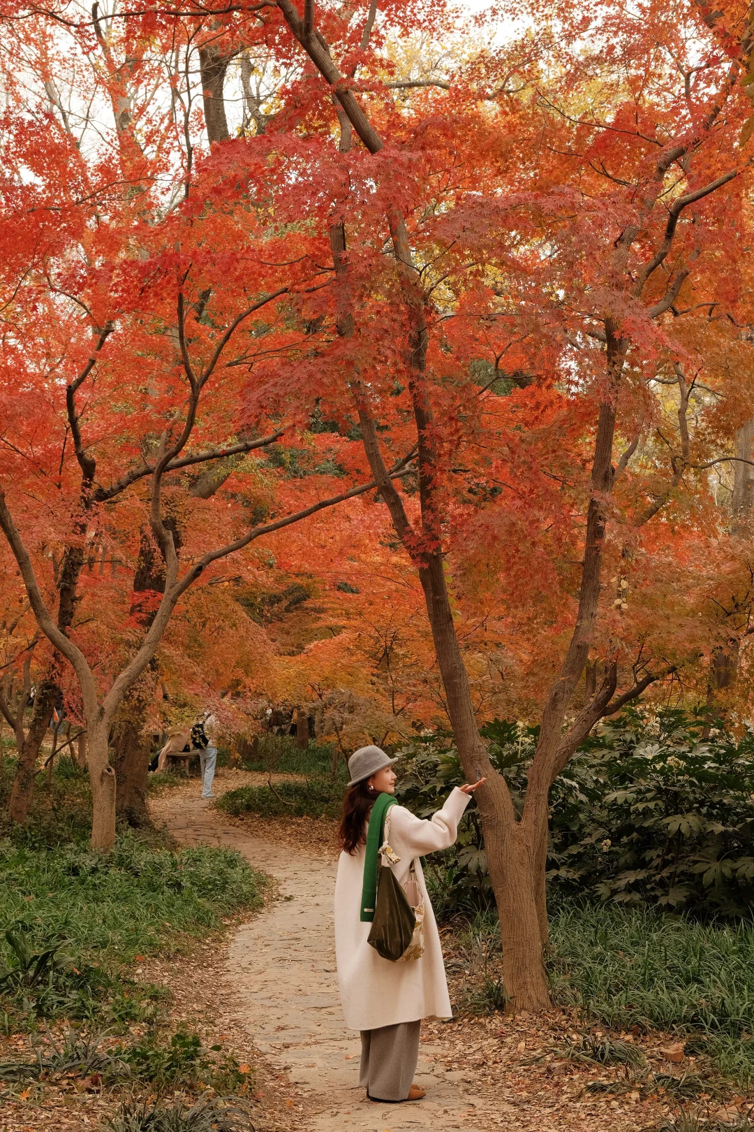 在南京看到了漂亮的红色枫叶🍁