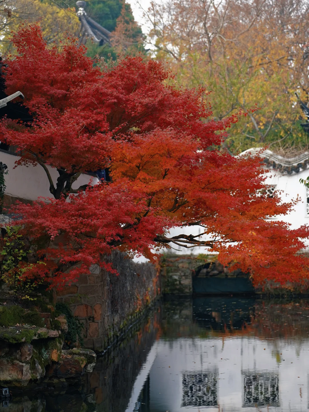 12🈷️实拍🍁秋天的苏州简直美疯了🍂