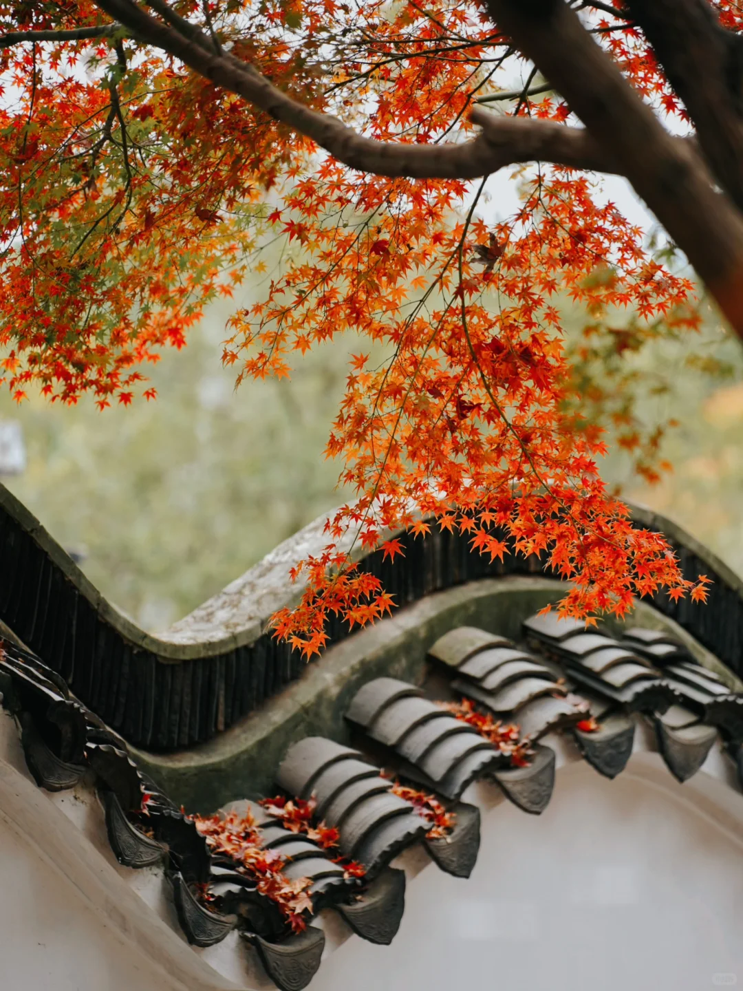 12🈷️实拍🍁秋天的苏州简直美疯了🍂