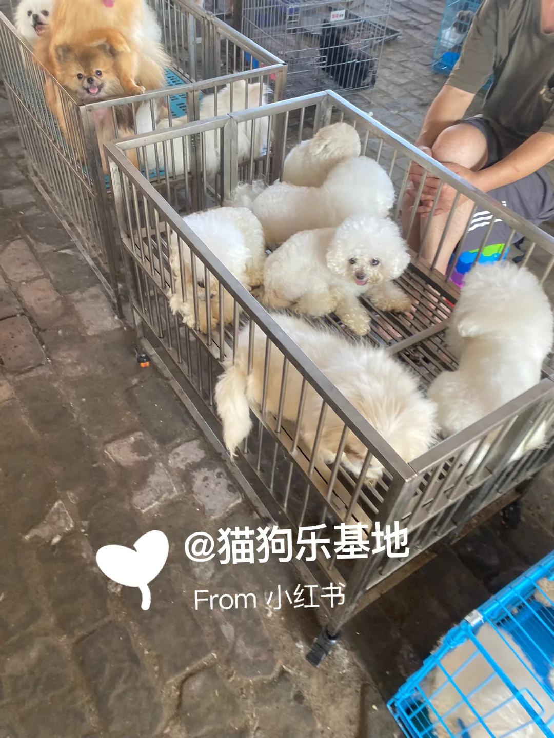 南京大型宠物市场 撸猫撸狗好去处