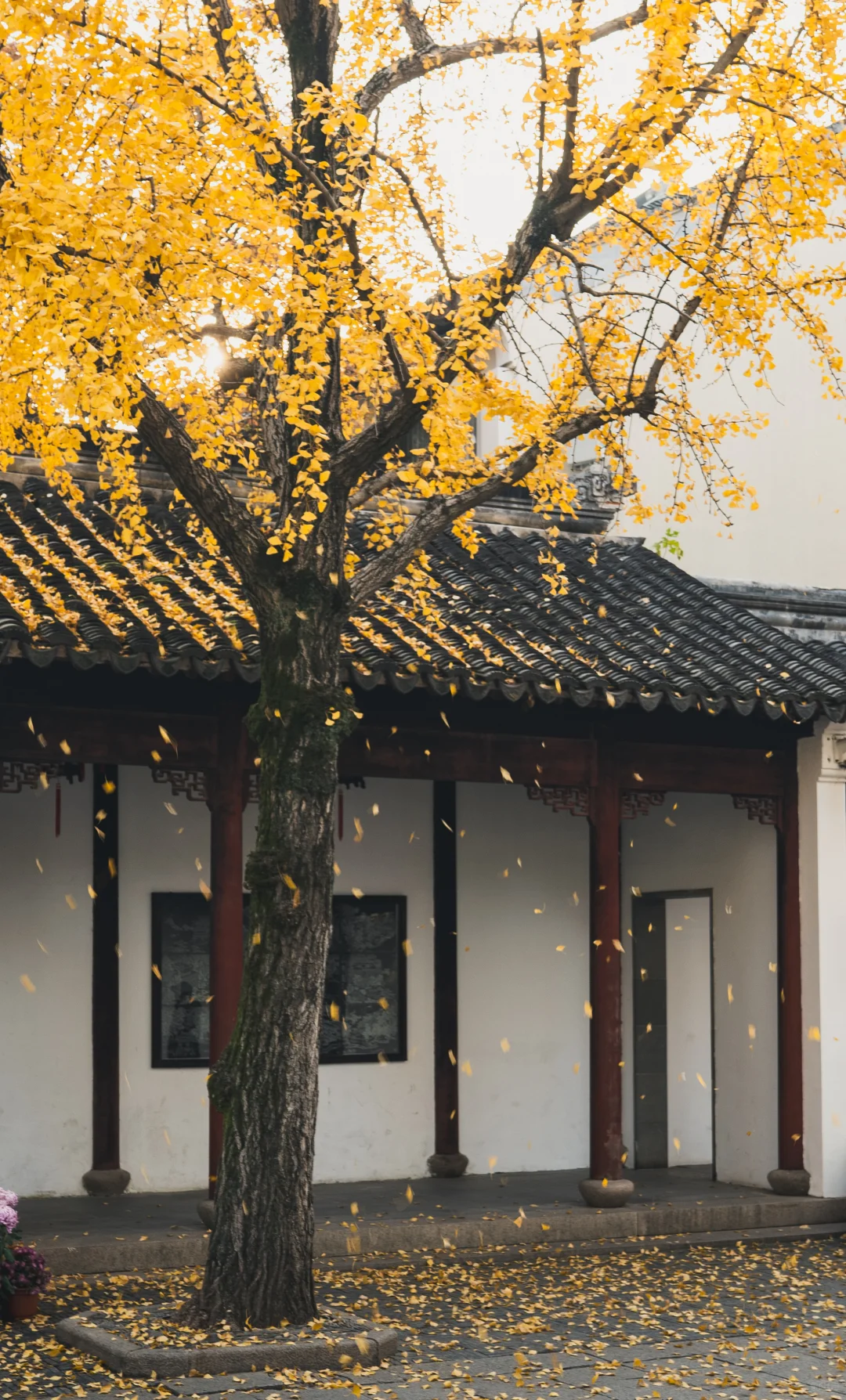 12.1 实况 再不来苏州赏银杏，就不用来了