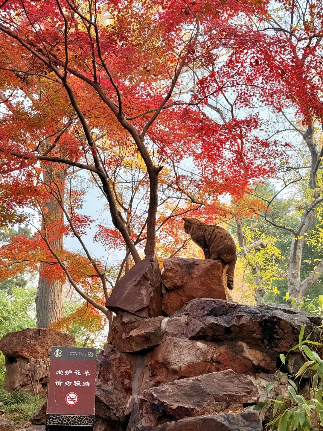 12.8实拍🍁苏州最新赏秋citywalk路线！！！！！