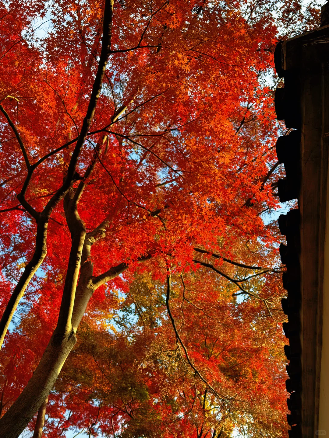 12🈷️实拍🍁秋天的苏州简直美疯了🍂