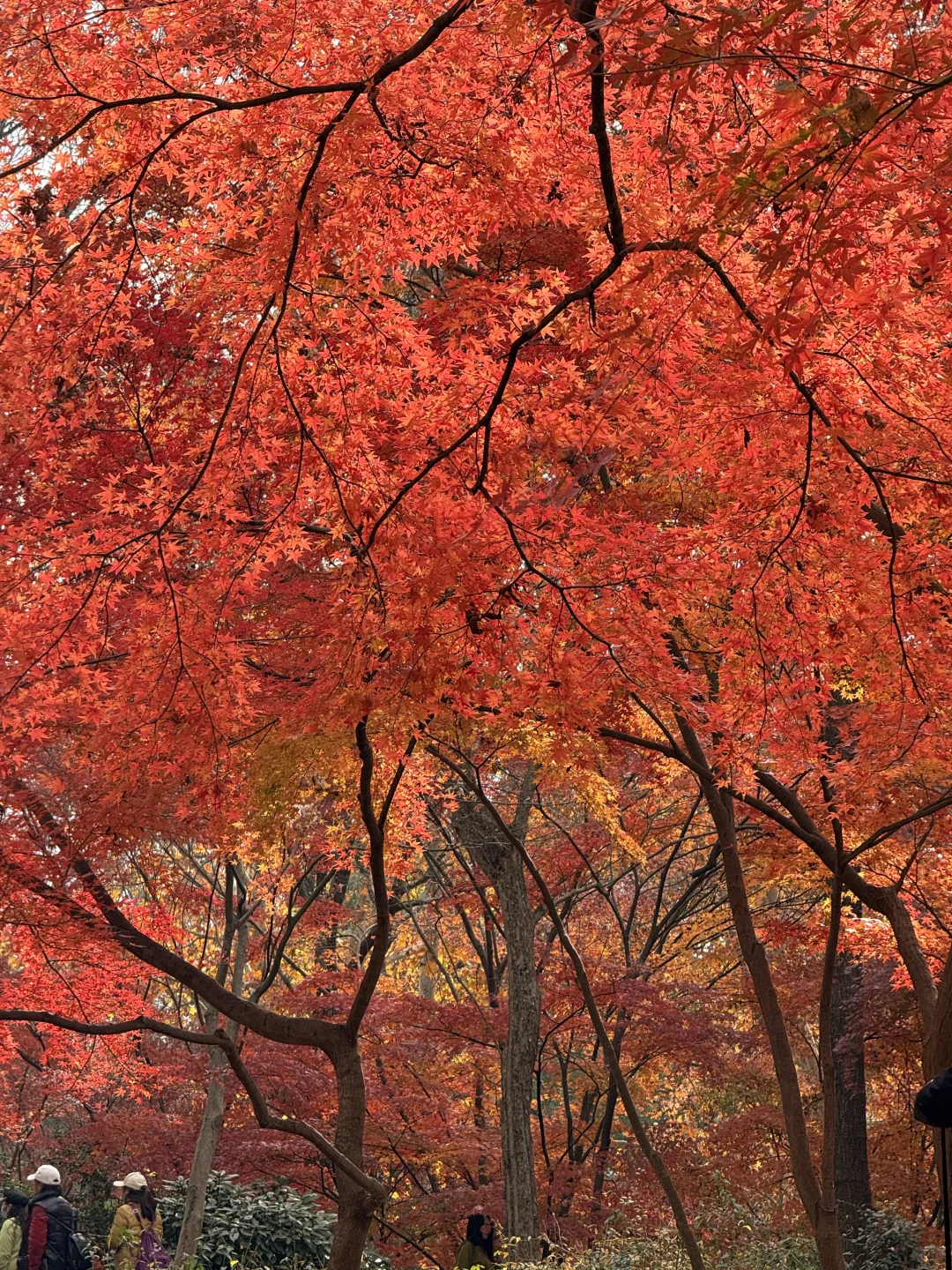 12.4实况｜南京中山植物园北园枫叶正红🍁