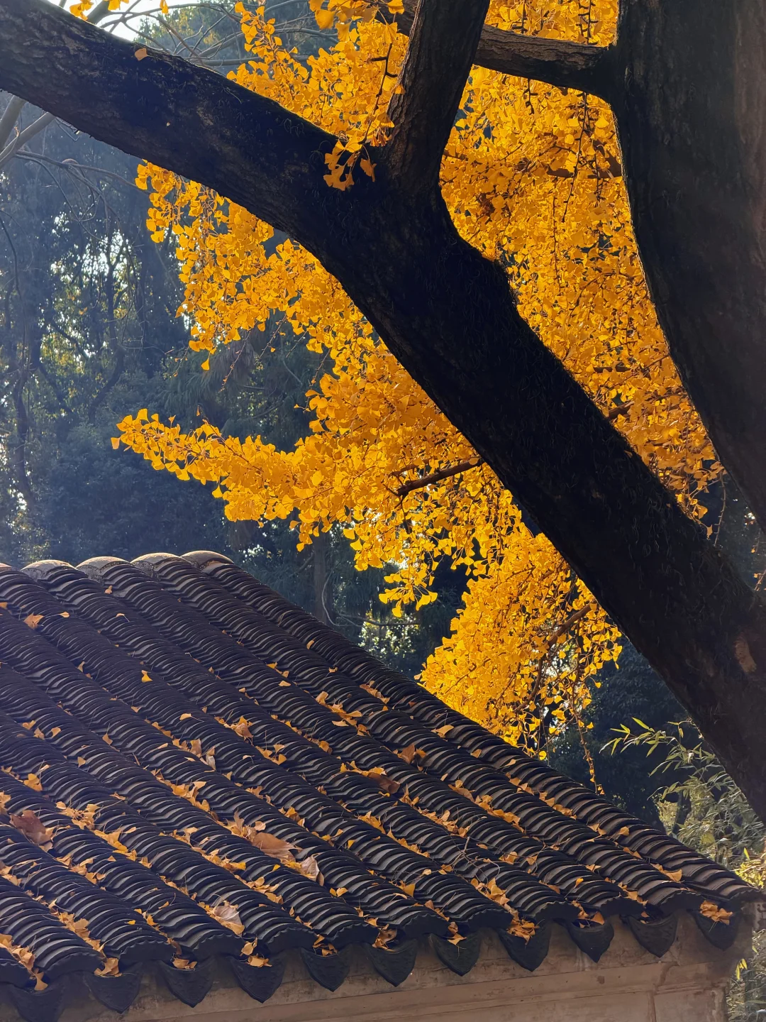 苏州|顶级秋色在虎丘