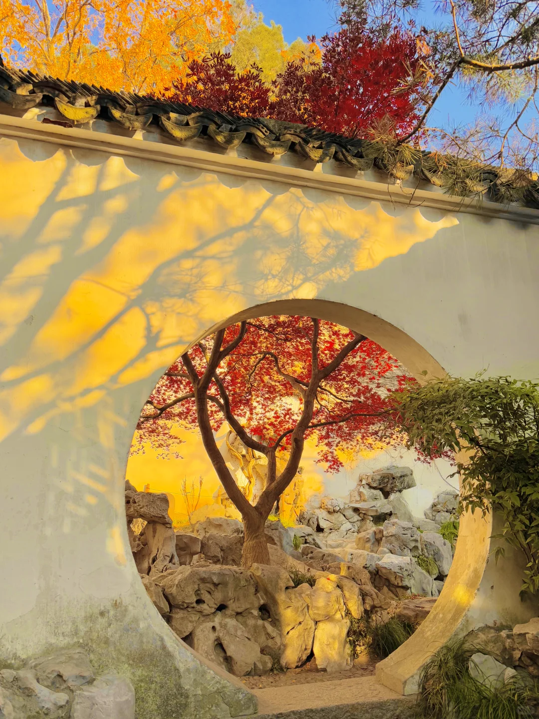 12.8实拍🍁苏州最新赏秋citywalk路线！！！！！