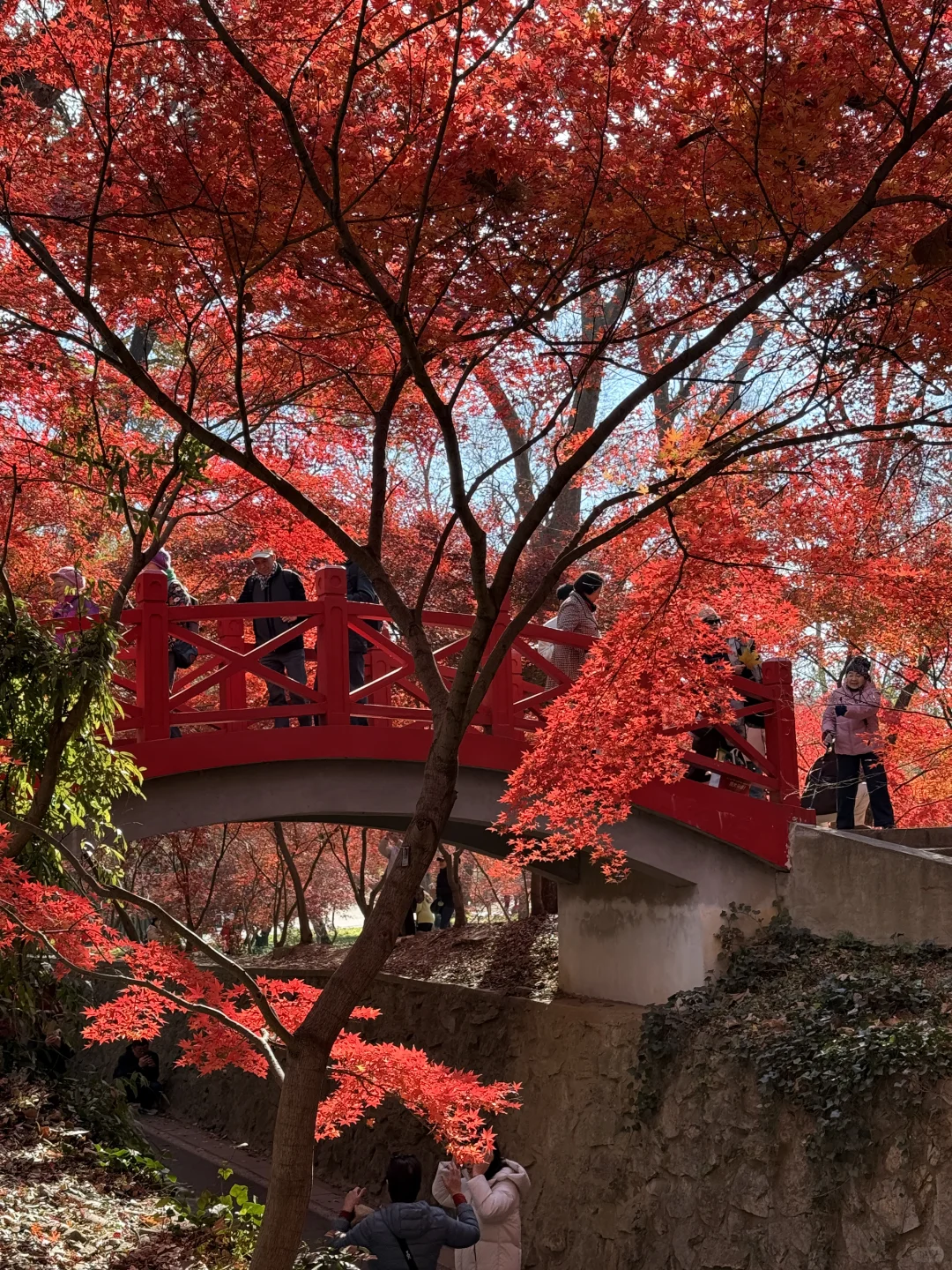 12.4实况｜南京中山植物园北园枫叶正红🍁