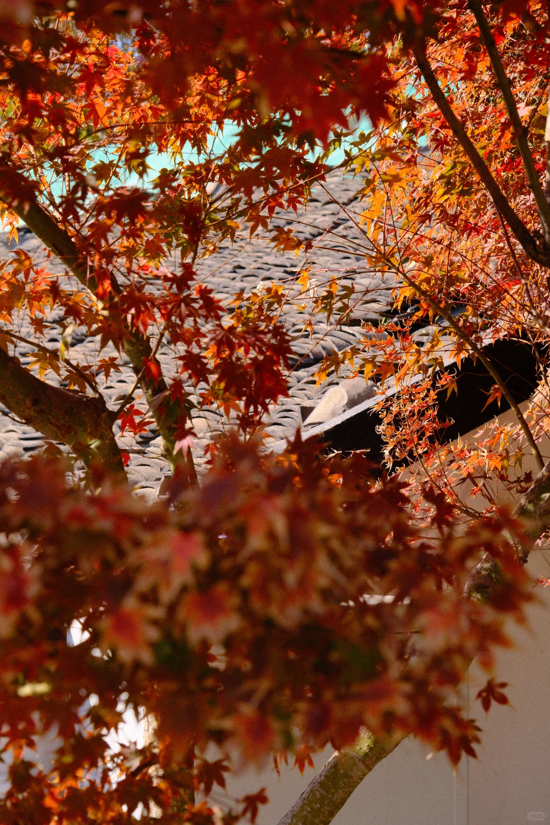 永远会被姑蘇的秋天惊艳！