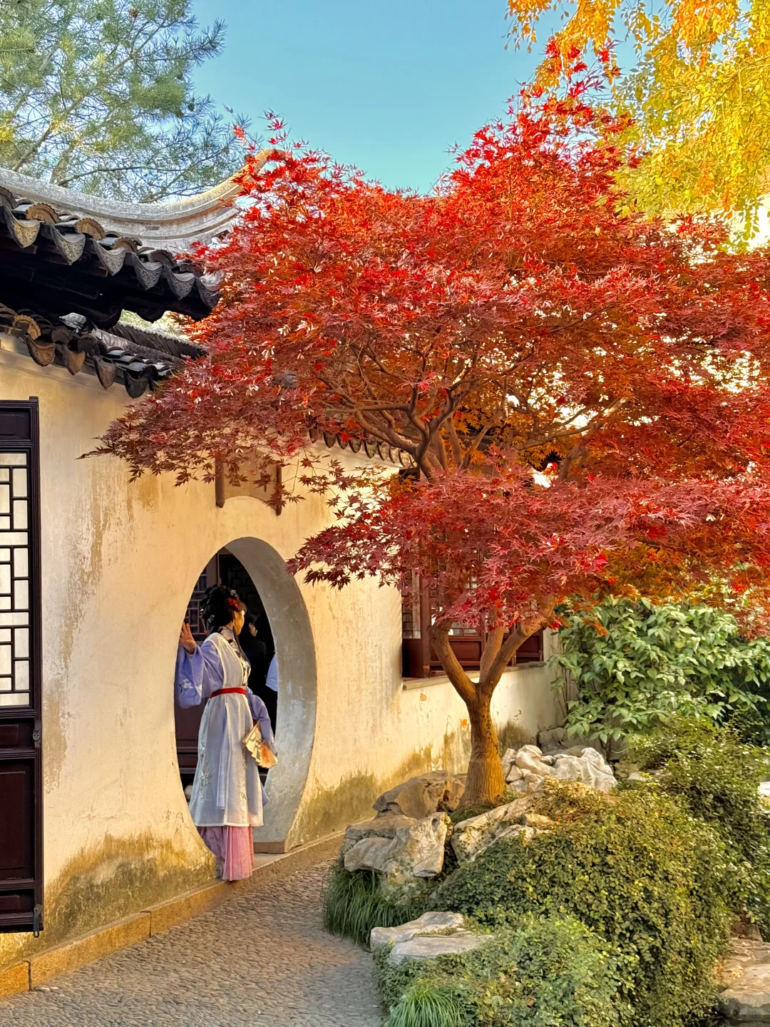 12.8实拍🍁苏州最新赏秋citywalk路线！！！！！