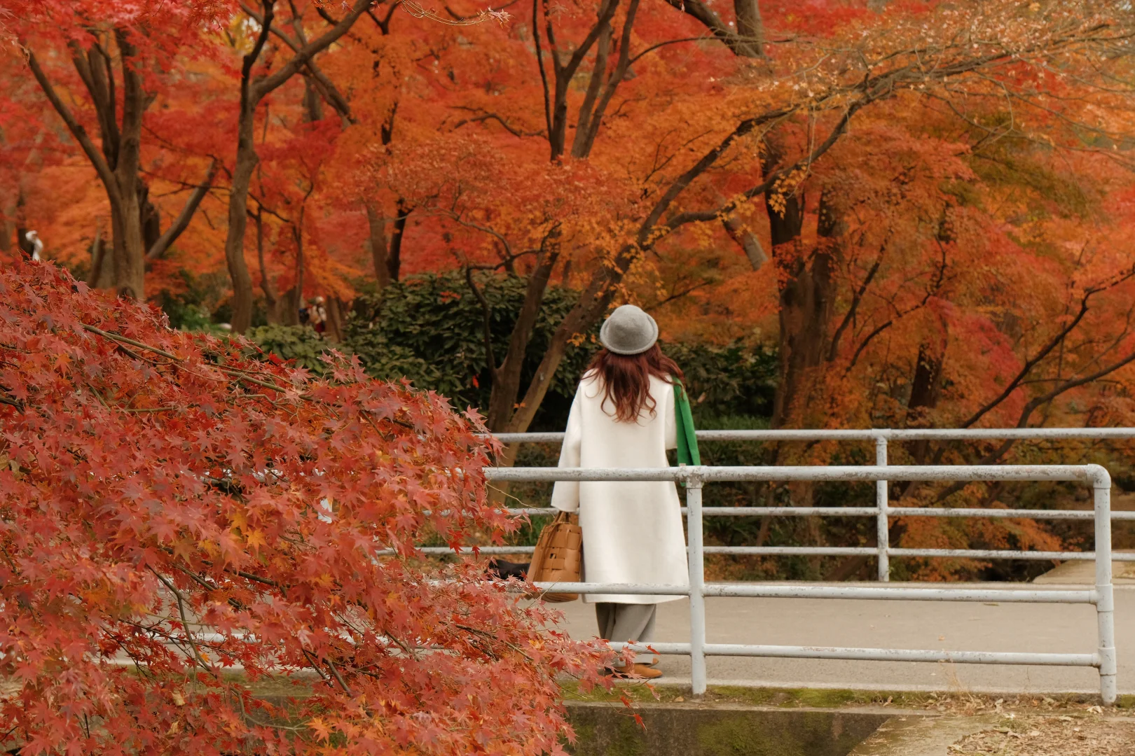 在南京看到了漂亮的红色枫叶🍁