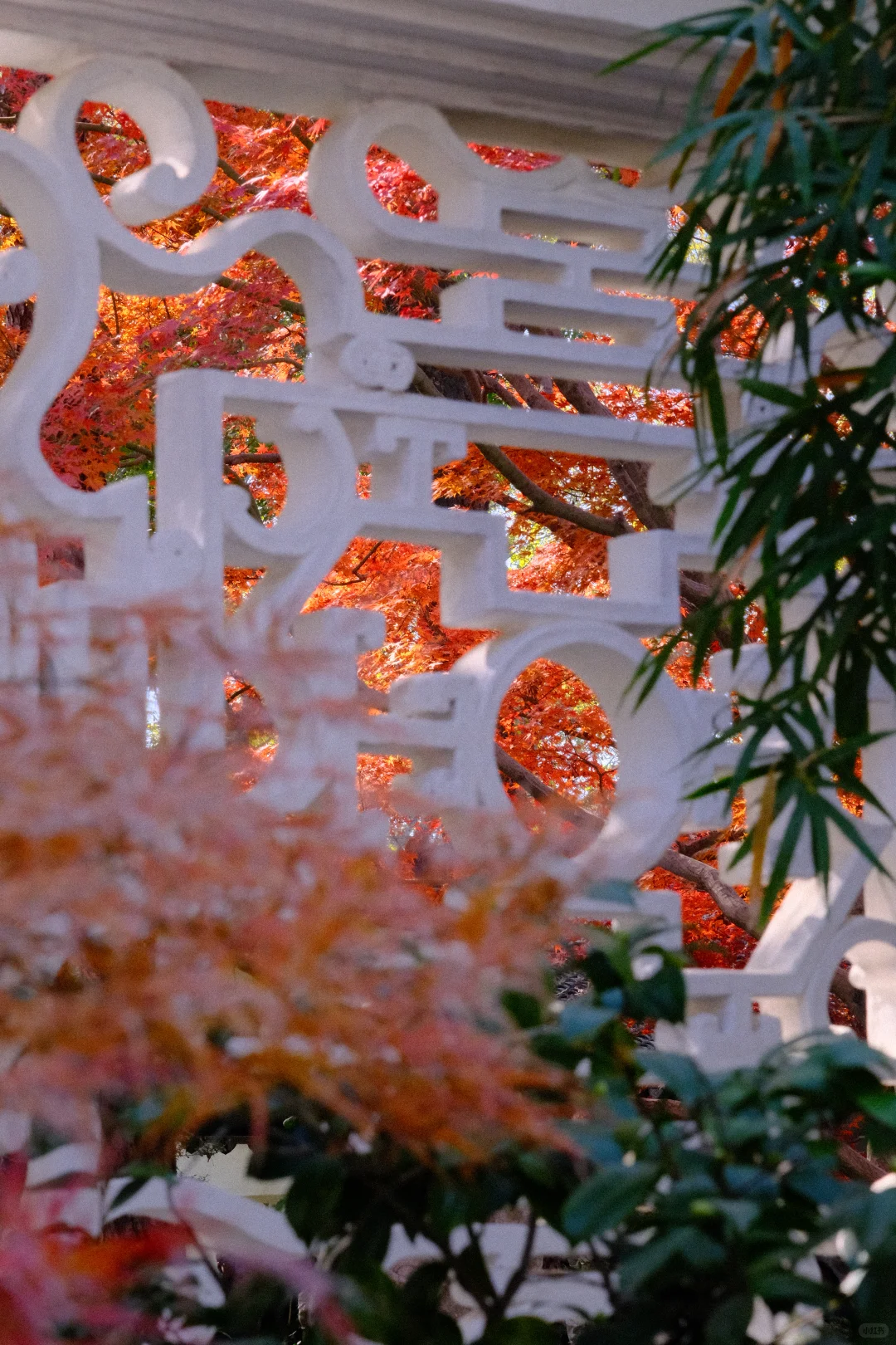 永远会被姑蘇的秋天惊艳！