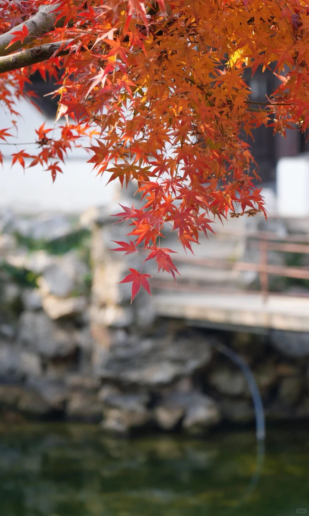 📷 怡园 苏州今年最后的一抹秋色了