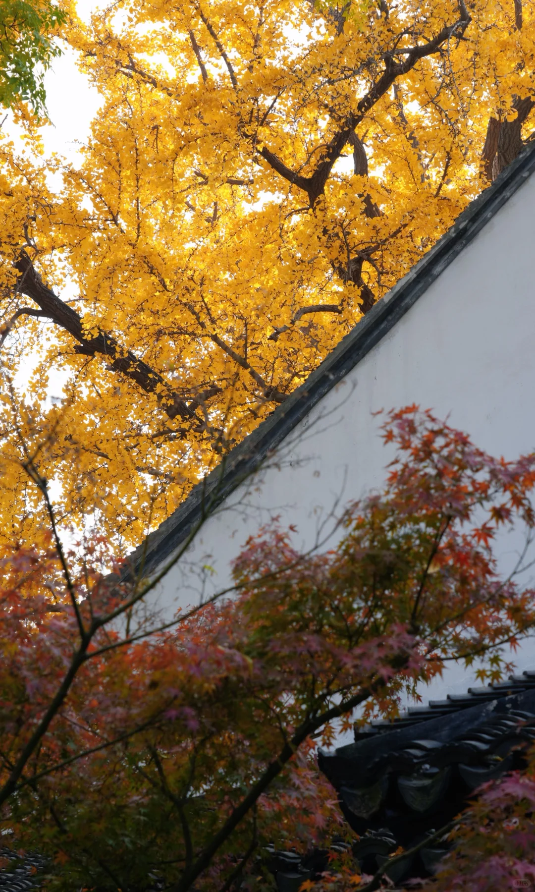 📷 怡园 苏州今年最后的一抹秋色了