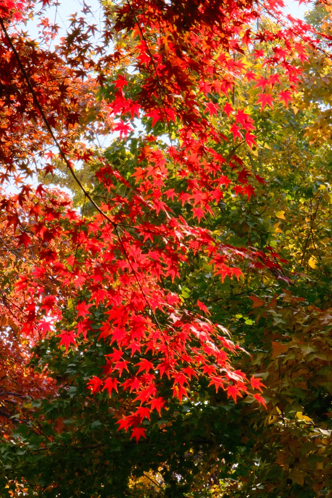 永远会被姑蘇的秋天惊艳！