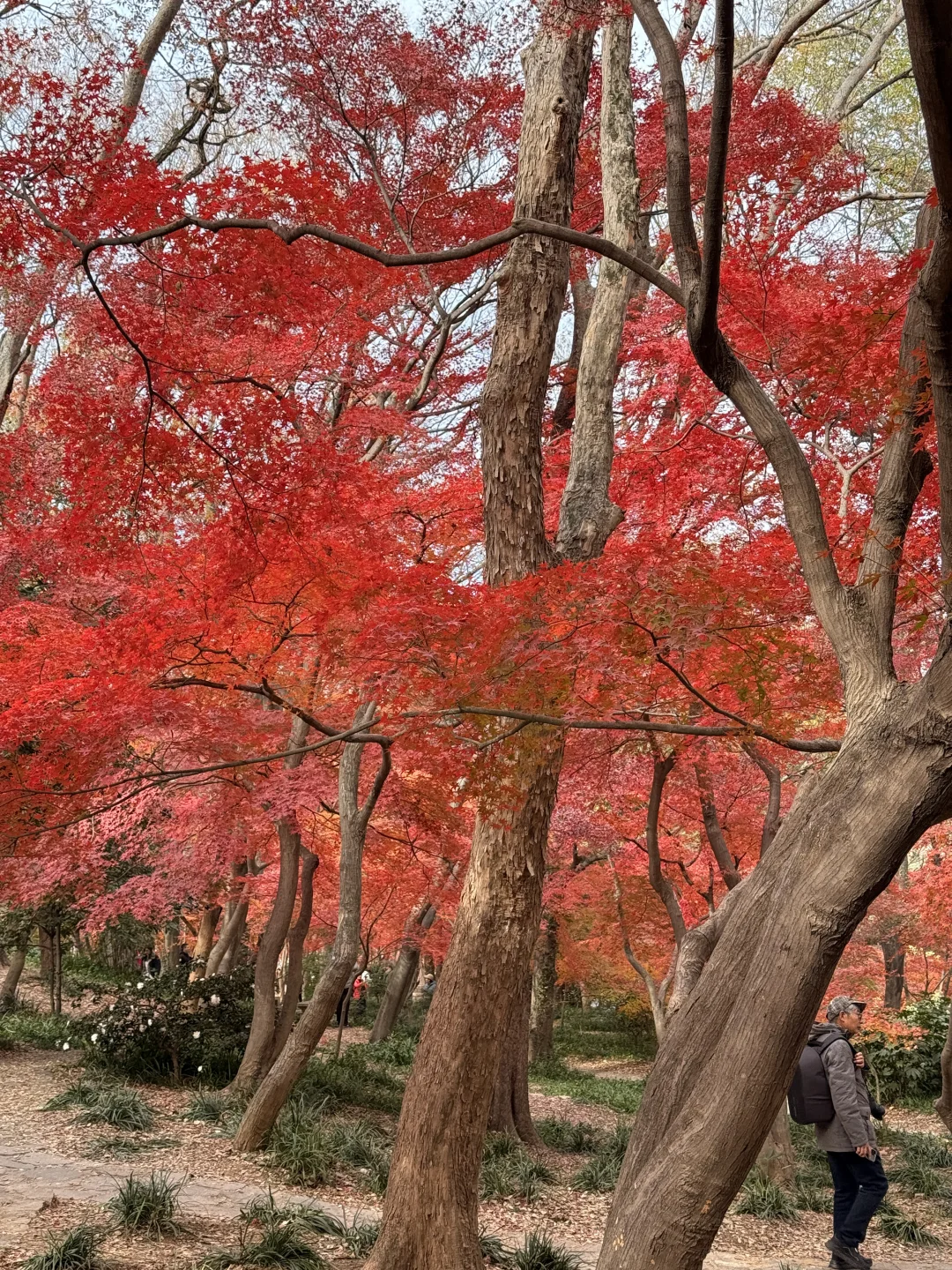 12.4实况｜南京中山植物园北园枫叶正红🍁