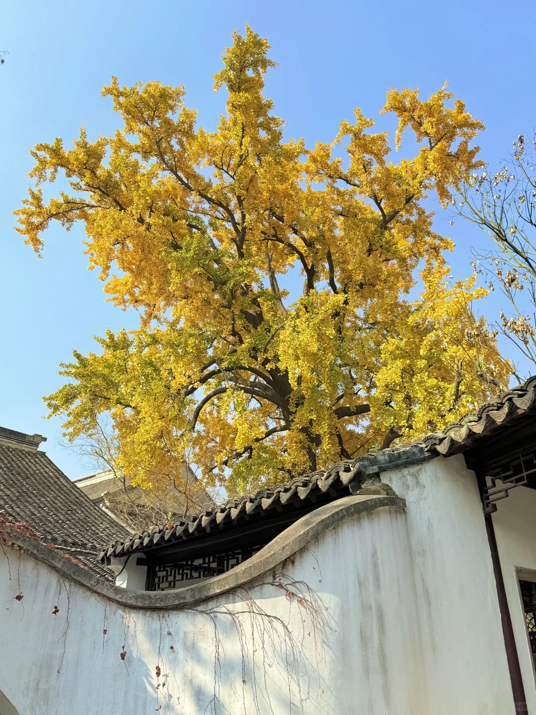 12.8实拍🍁苏州最新赏秋citywalk路线！！！！！