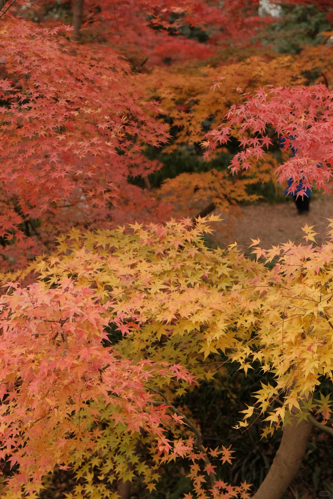 在南京看到了漂亮的红色枫叶🍁