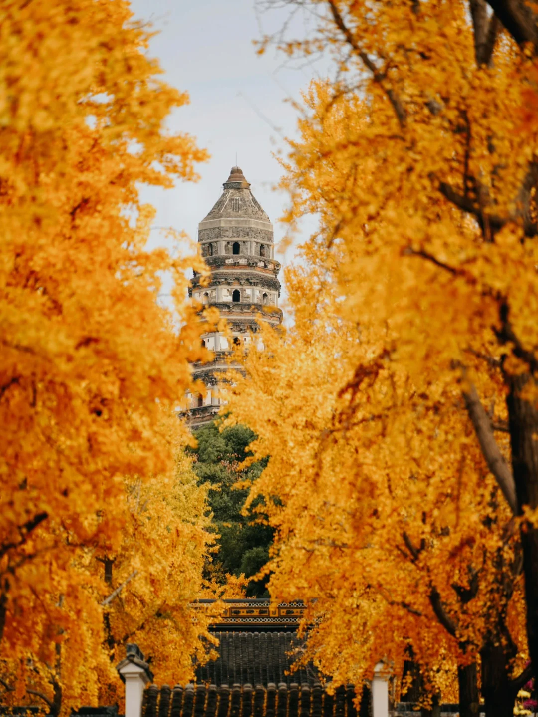 12🈷️实拍🍁秋天的苏州简直美疯了🍂