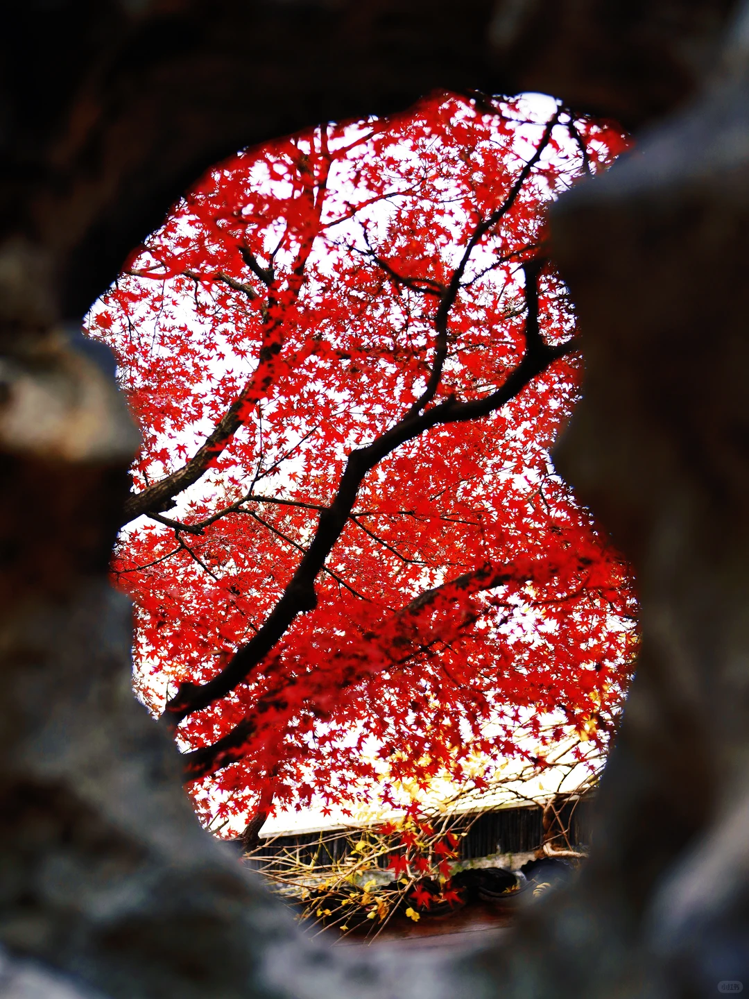 12🈷️实拍🍁秋天的苏州简直美疯了🍂