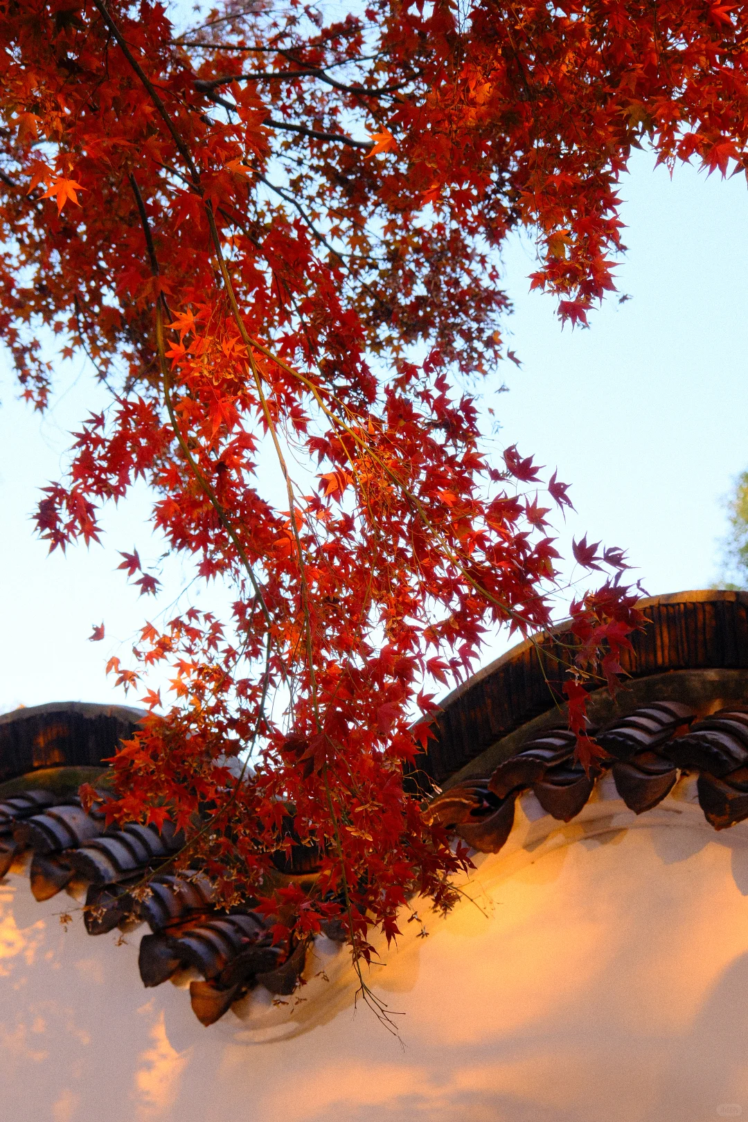 永远会被姑蘇的秋天惊艳！