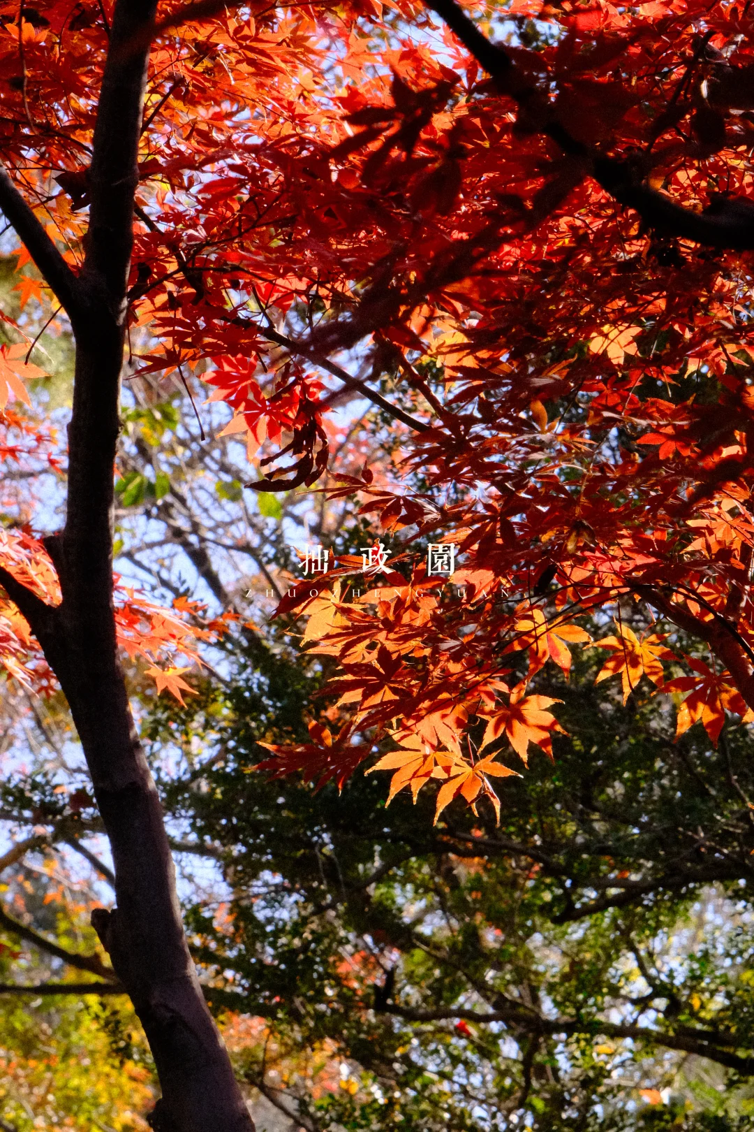 永远会被姑蘇的秋天惊艳！