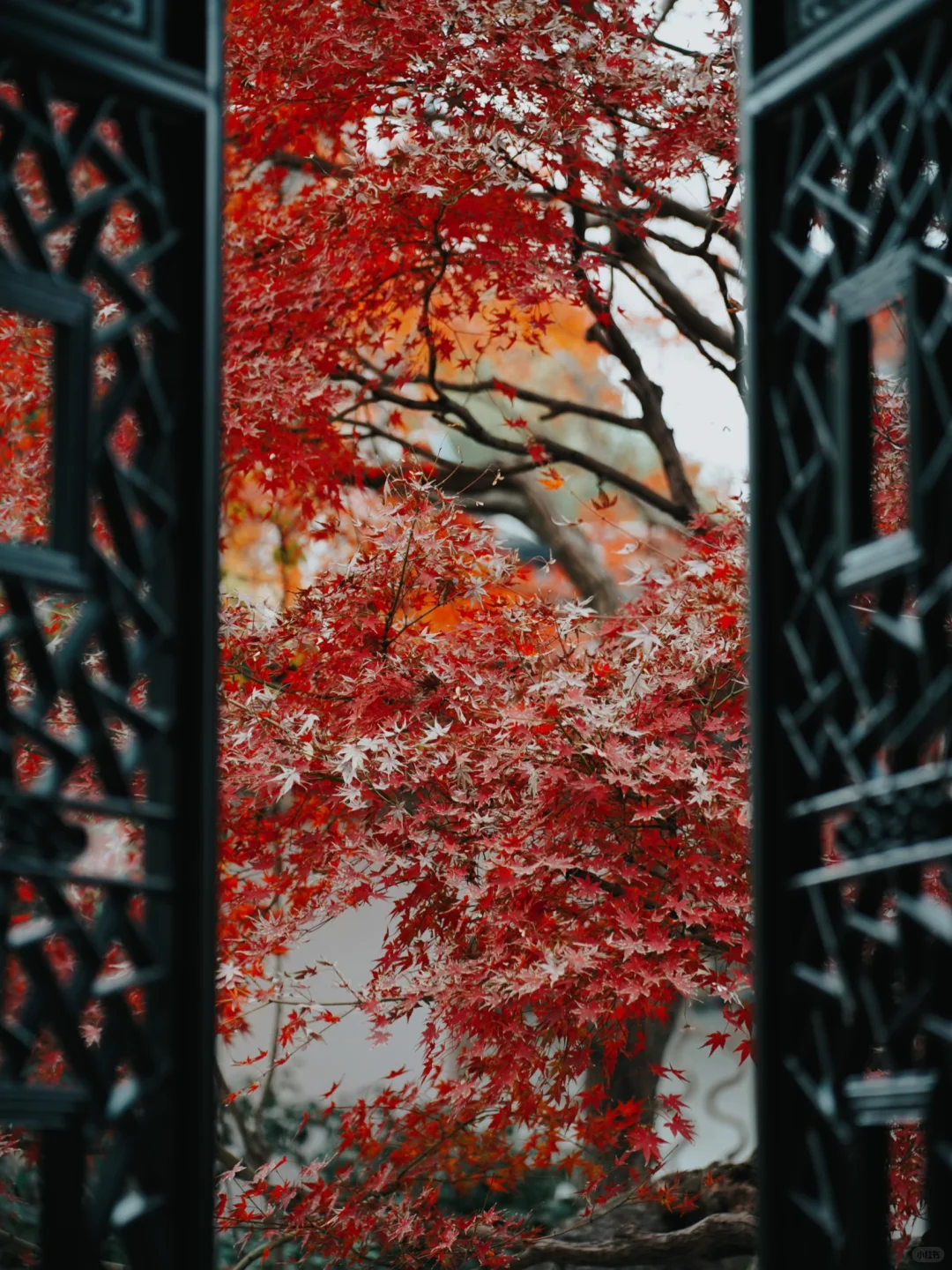 12🈷️实拍🍁秋天的苏州简直美疯了🍂