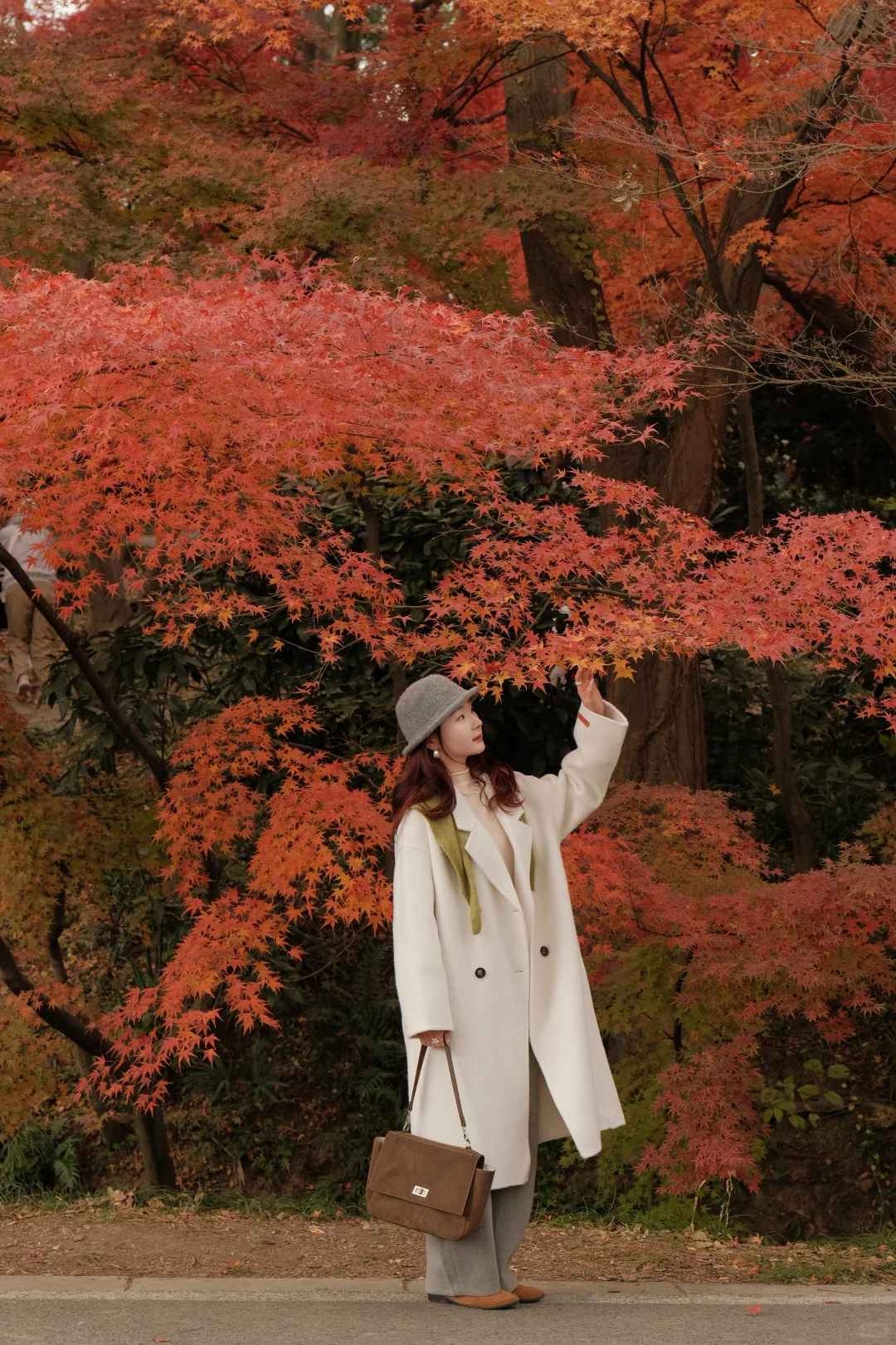 在南京看到了漂亮的红色枫叶🍁