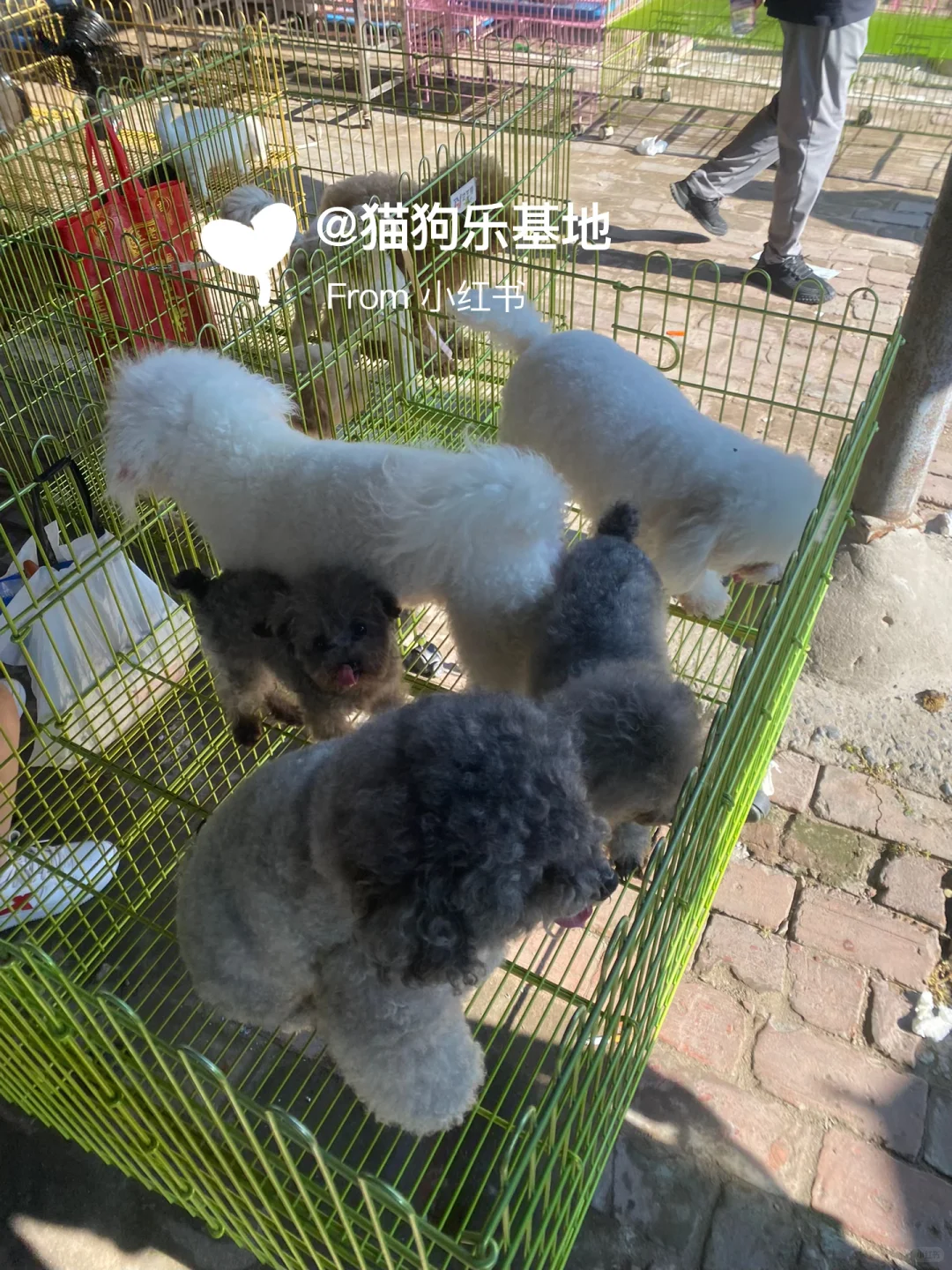 南京大型宠物市场 撸猫撸狗好去处