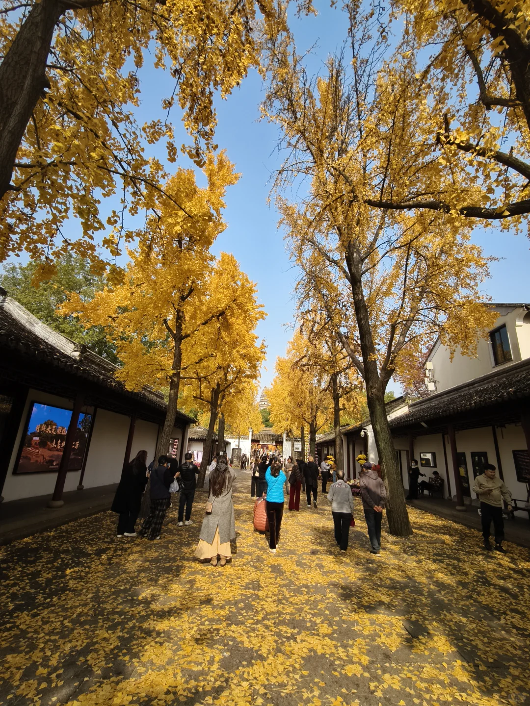 12.1 实况 再不来苏州赏银杏，就不用来了