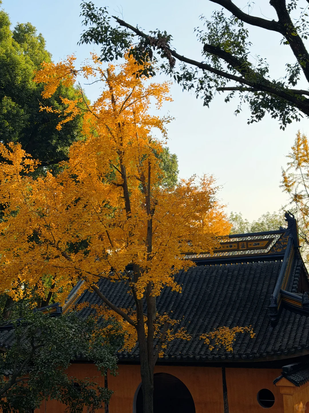 苏州|顶级秋色在虎丘