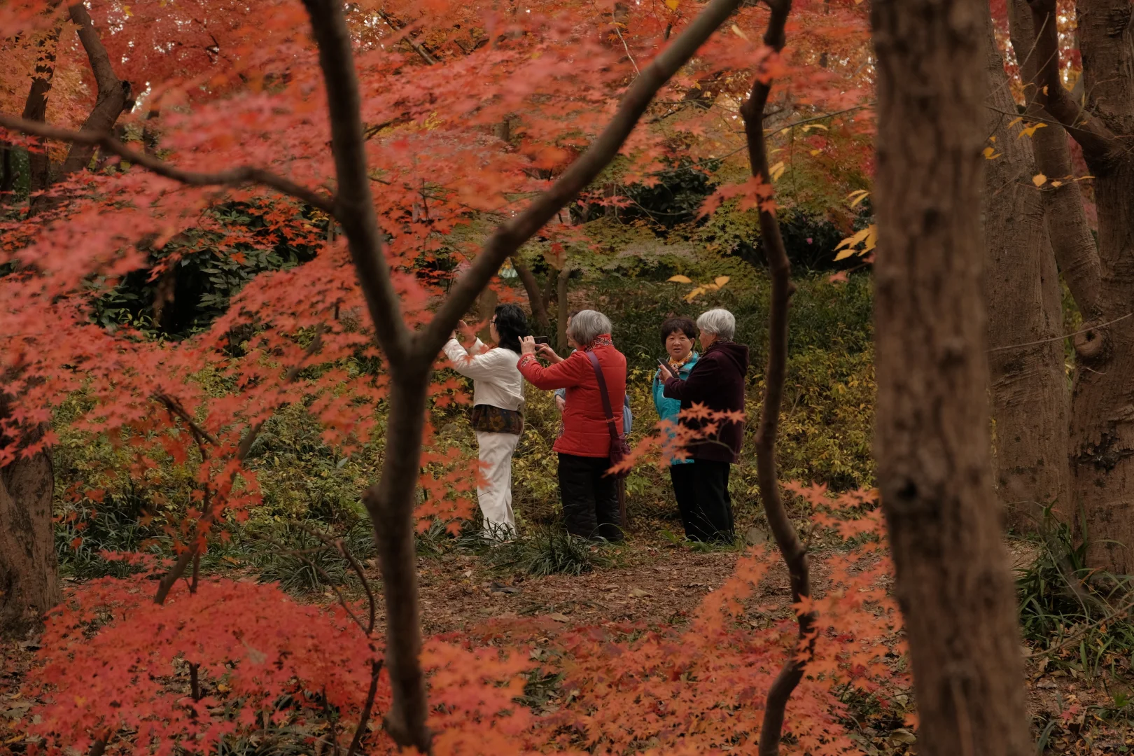在南京看到了漂亮的红色枫叶🍁