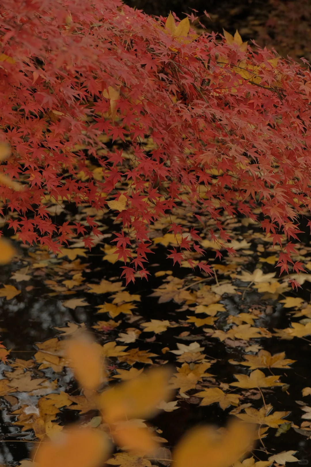 在南京看到了漂亮的红色枫叶🍁