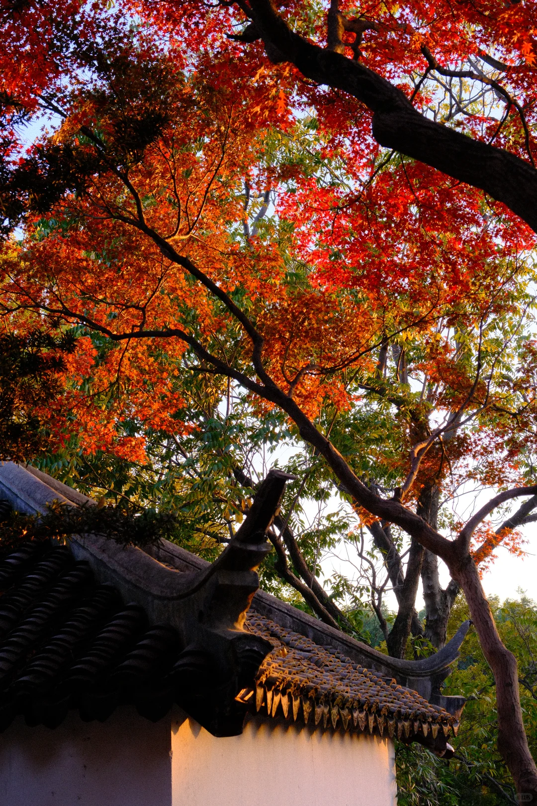 永远会被姑蘇的秋天惊艳！