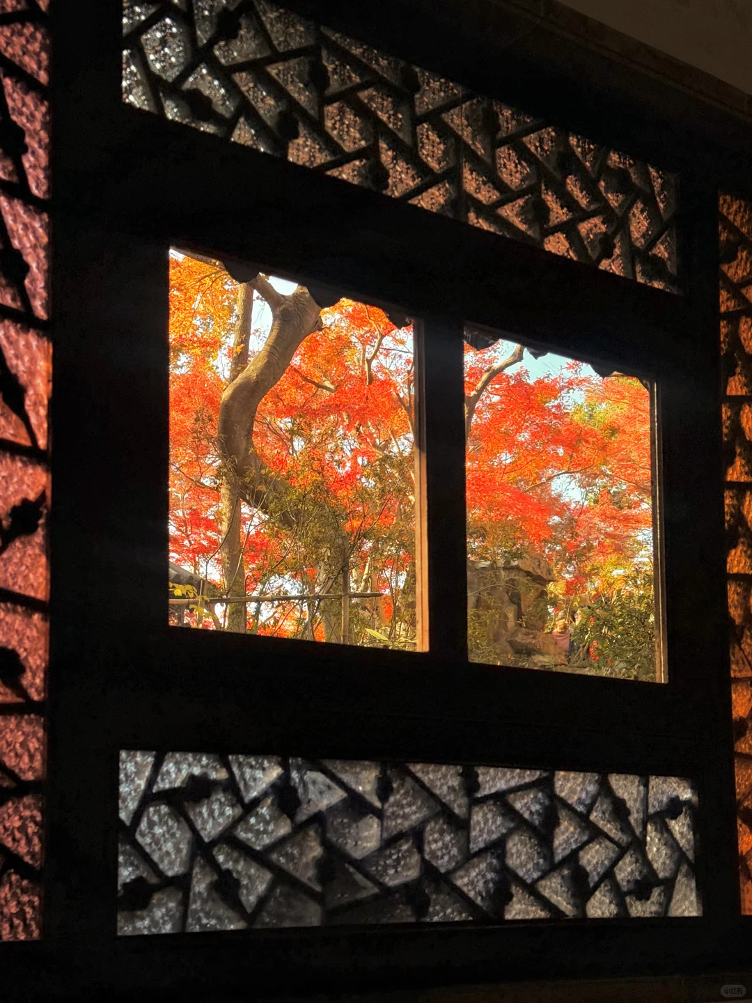 12.8实拍🍁苏州最新赏秋citywalk路线！！！！！