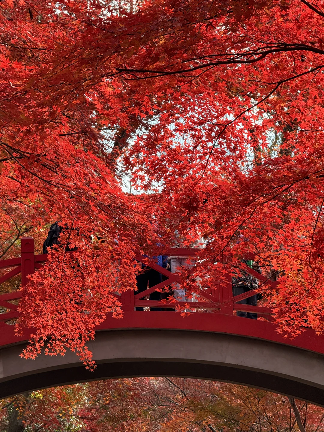 12.4实况｜南京中山植物园北园枫叶正红🍁