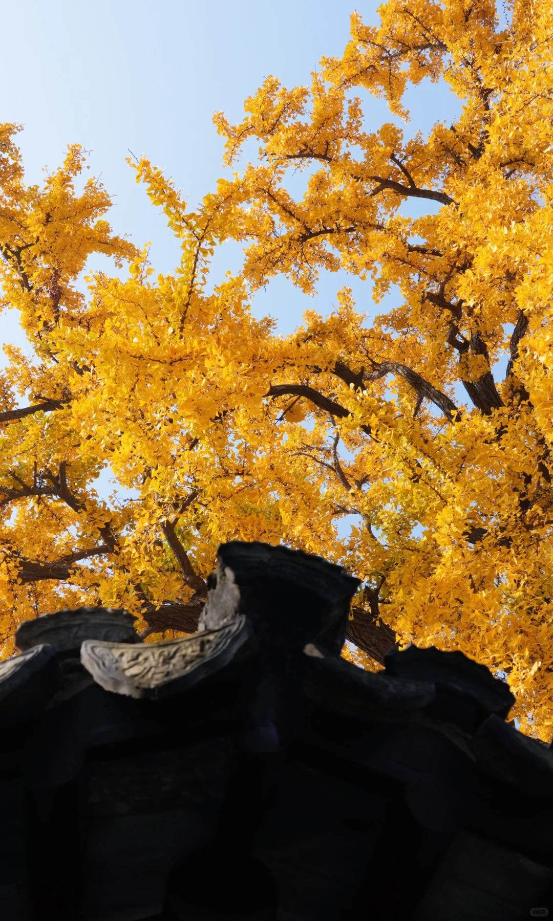 📷 怡园 苏州今年最后的一抹秋色了