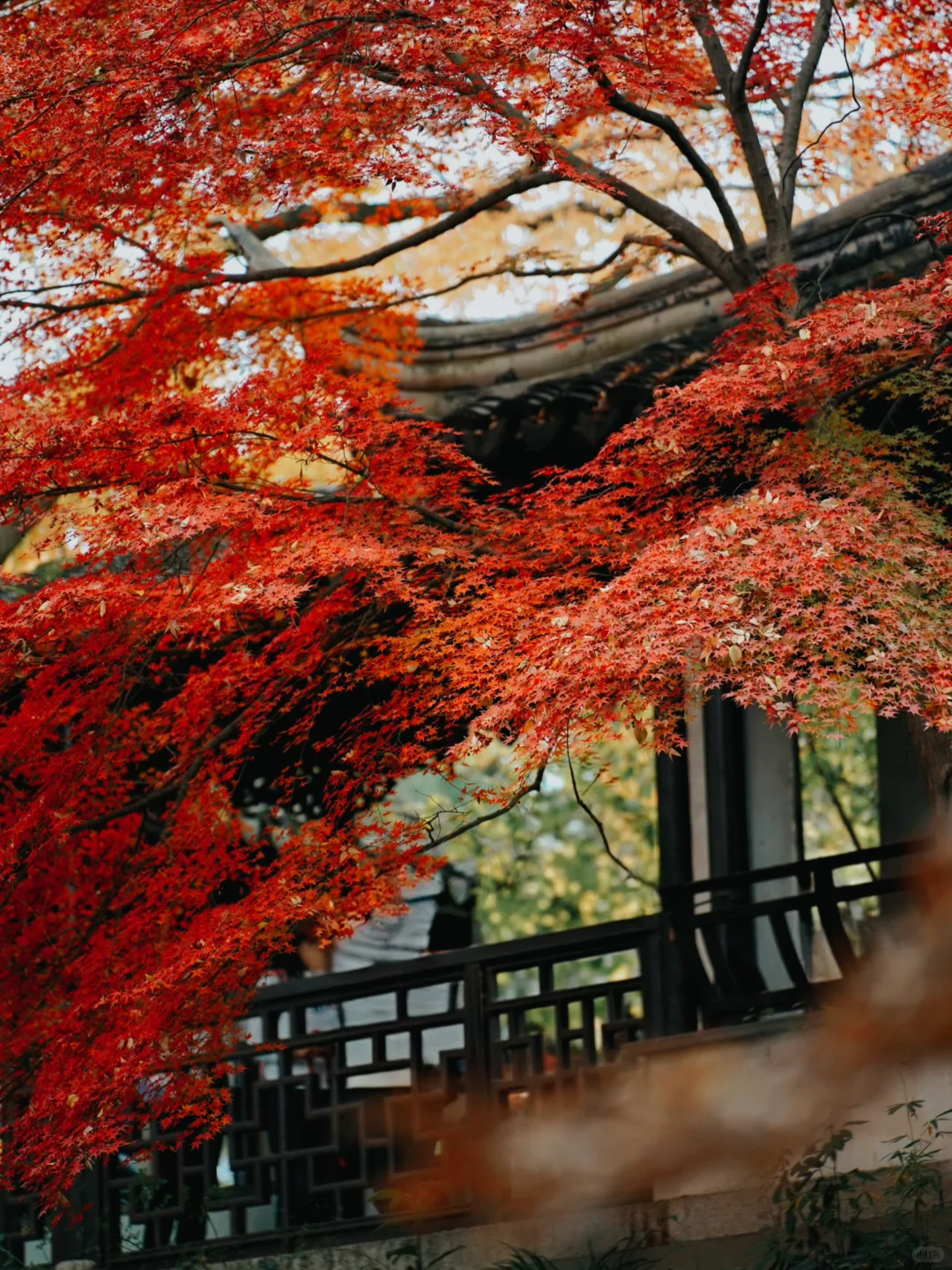 12🈷️实拍🍁秋天的苏州简直美疯了🍂