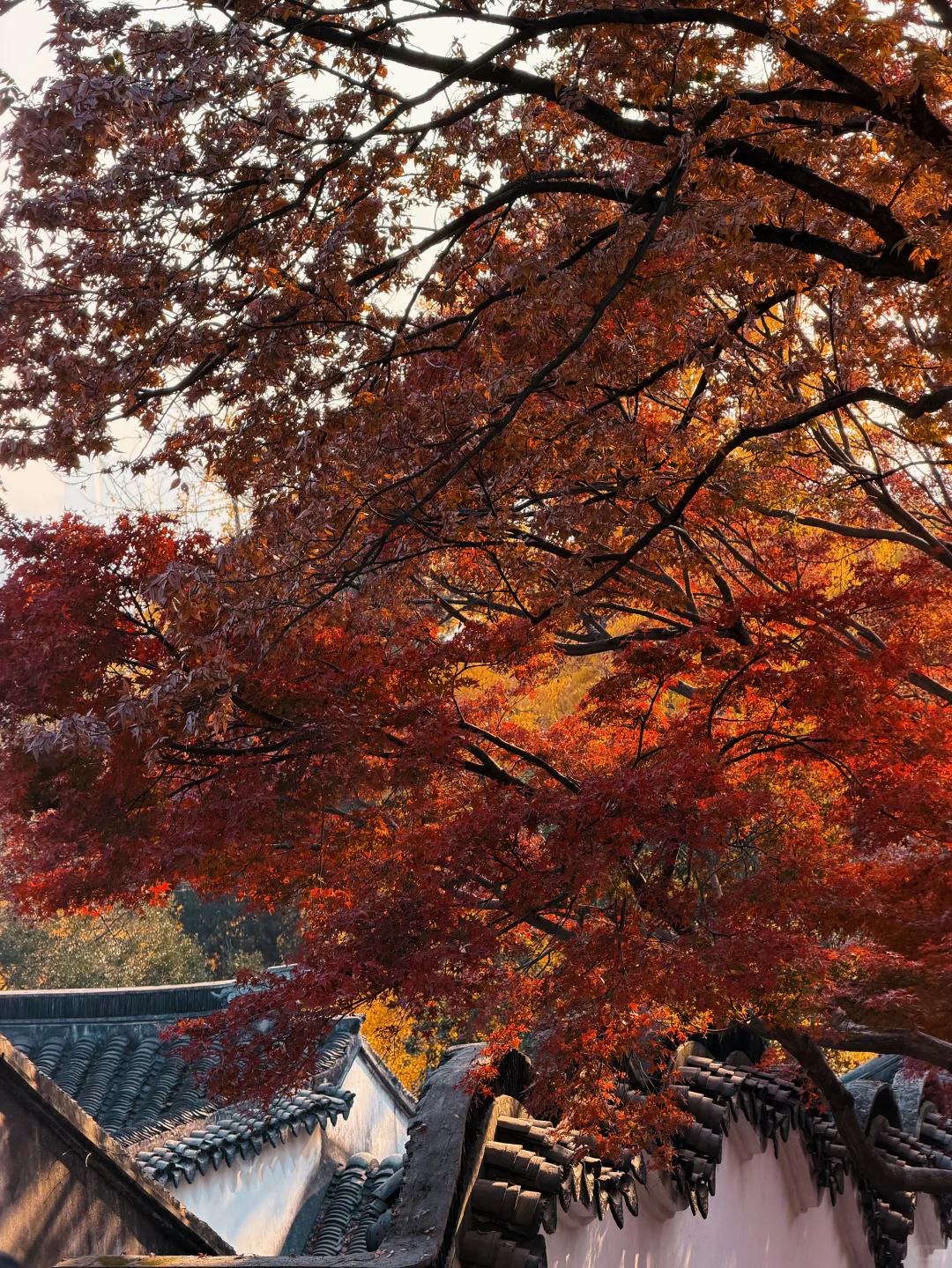 苏州|顶级秋色在虎丘