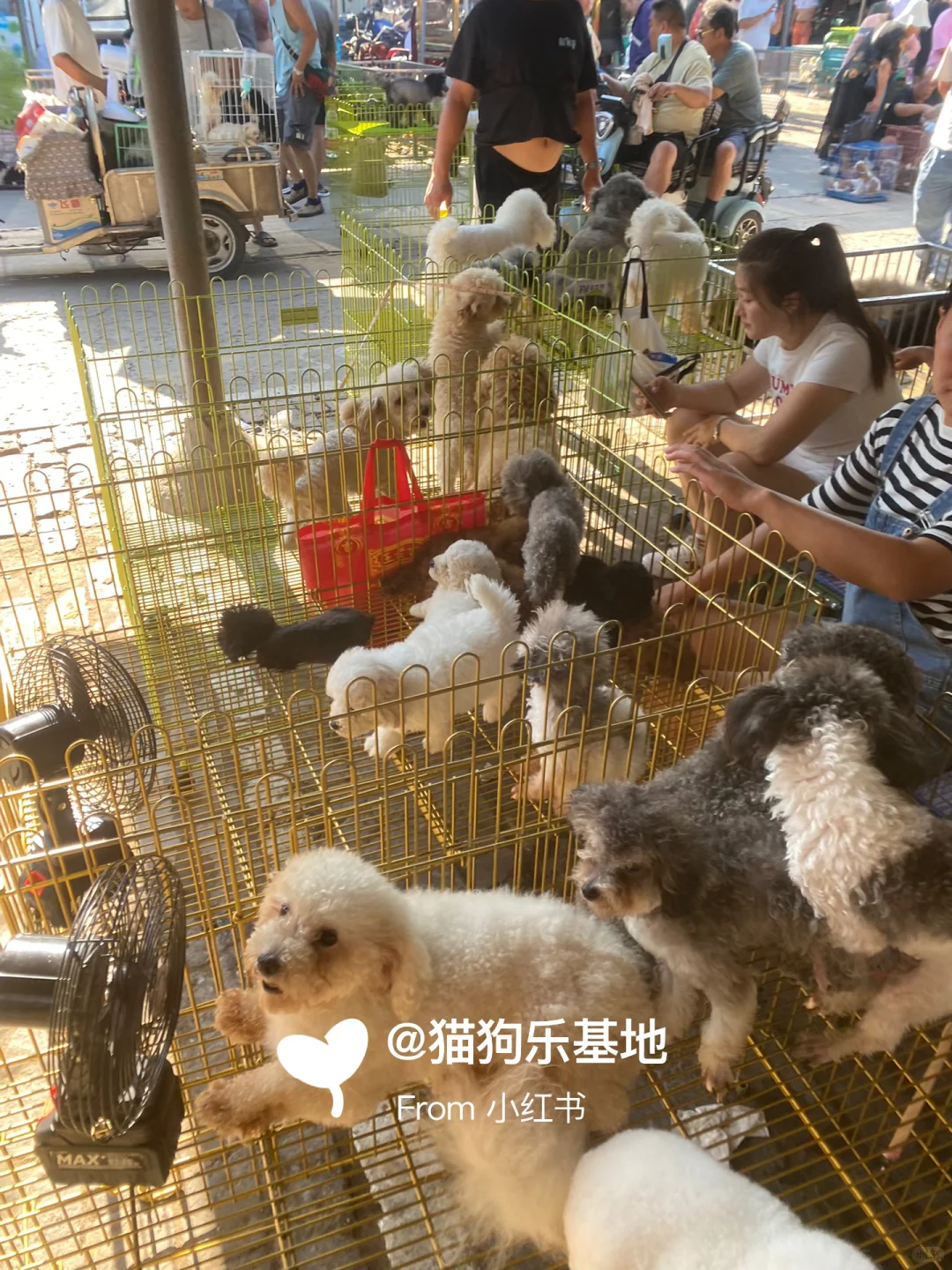 南京大型宠物市场 撸猫撸狗好去处