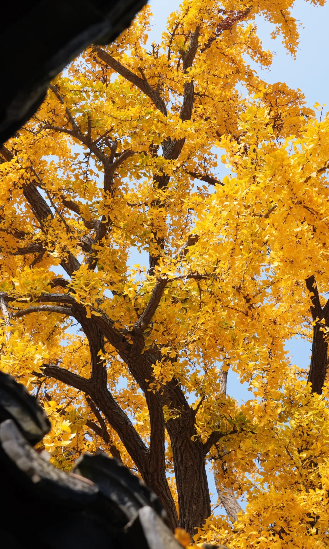 📷 怡园 苏州今年最后的一抹秋色了