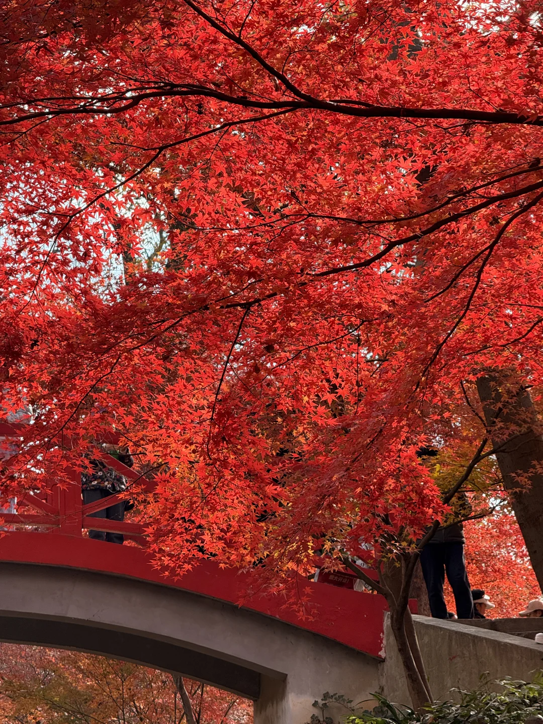 12.4实况｜南京中山植物园北园枫叶正红🍁
