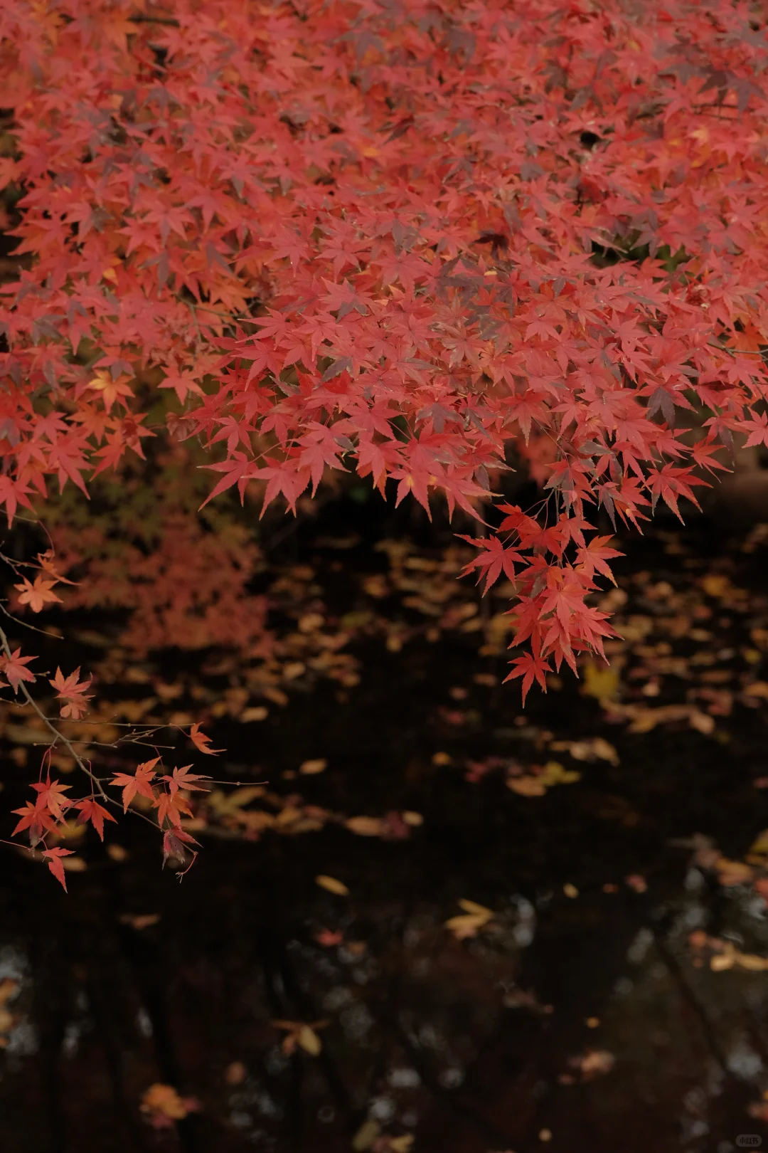在南京看到了漂亮的红色枫叶🍁