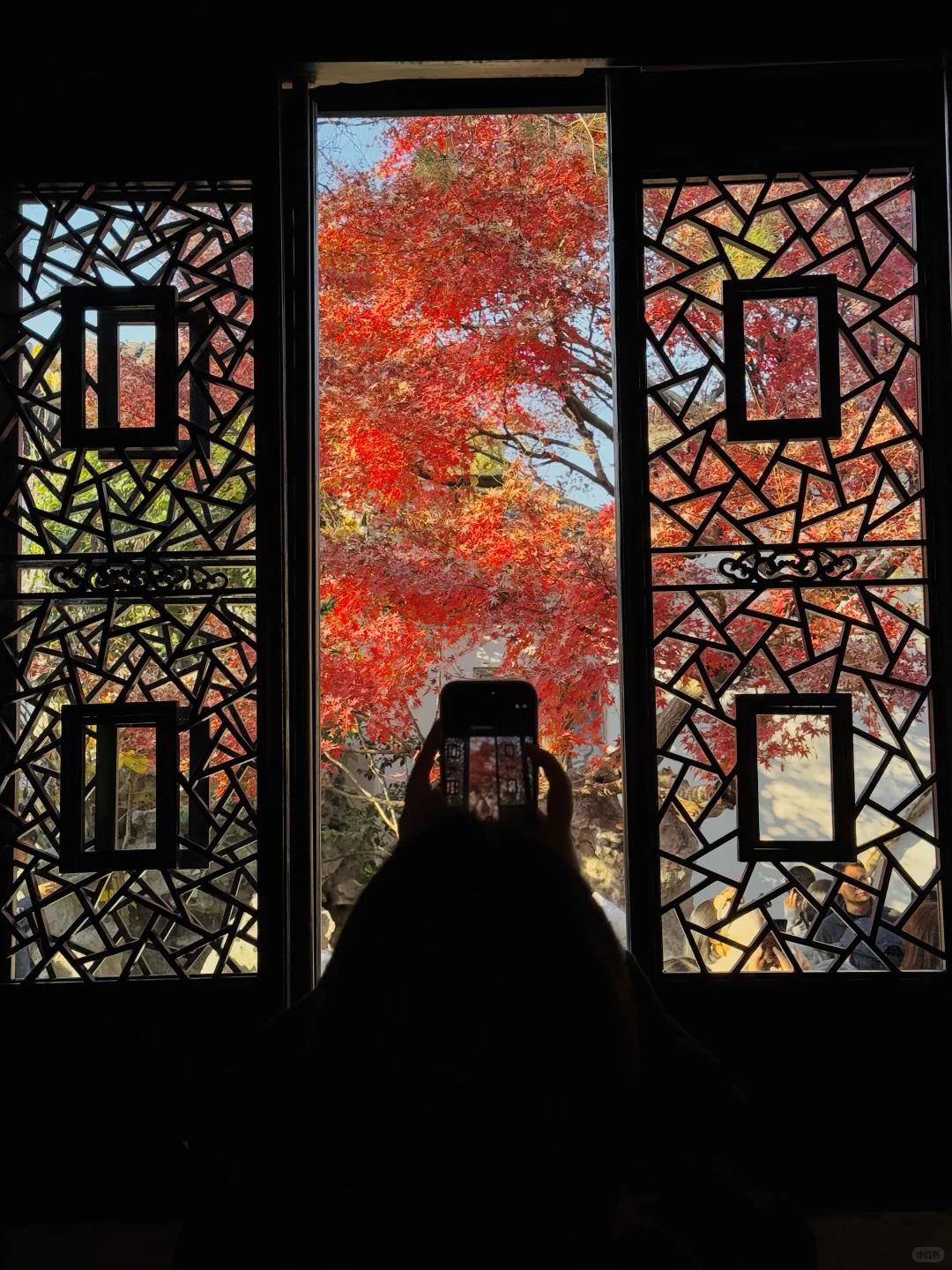 12.8实拍🍁苏州最新赏秋citywalk路线！！！！！