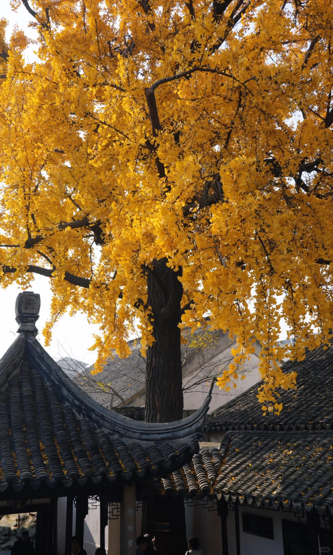 📷 怡园 苏州今年最后的一抹秋色了