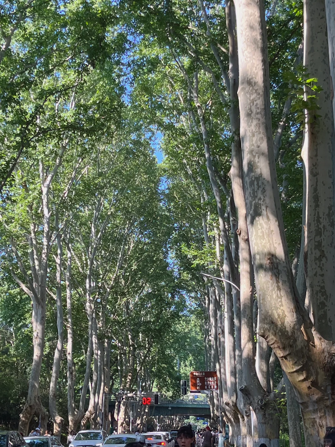 南京人的17岁夏天