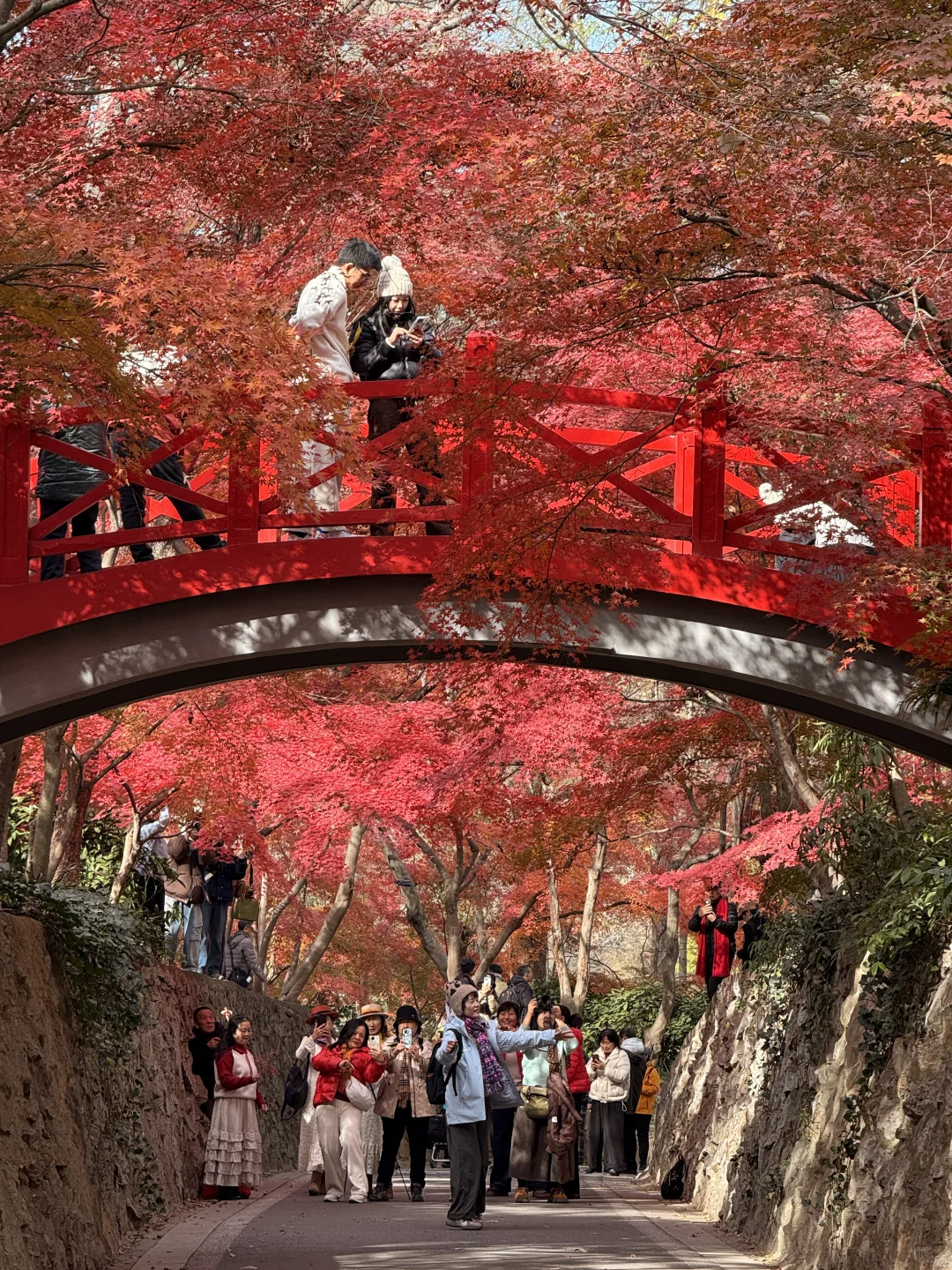 12.4实况｜南京中山植物园北园枫叶正红🍁