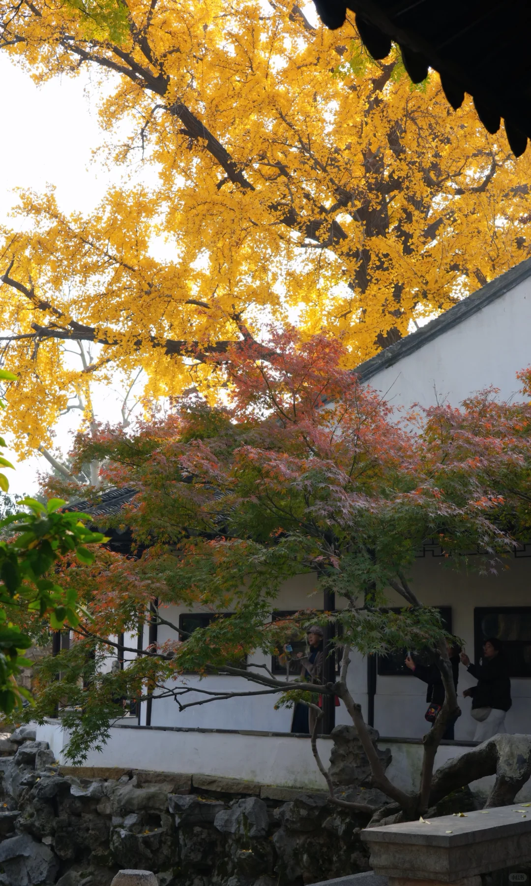 📷 怡园 苏州今年最后的一抹秋色了