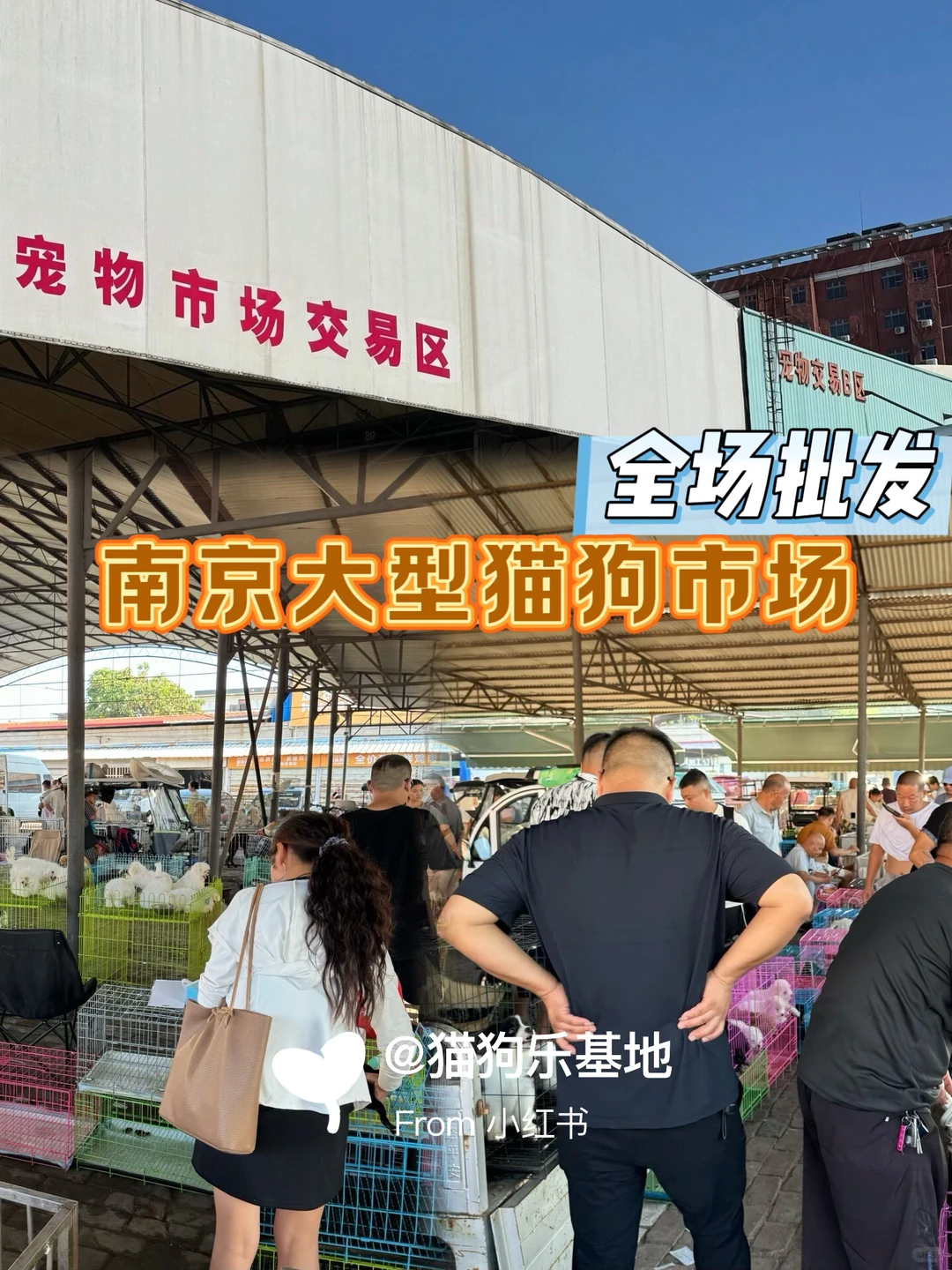南京大型宠物市场 撸猫撸狗好去处